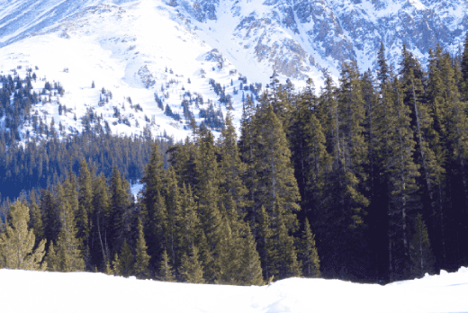 skiers